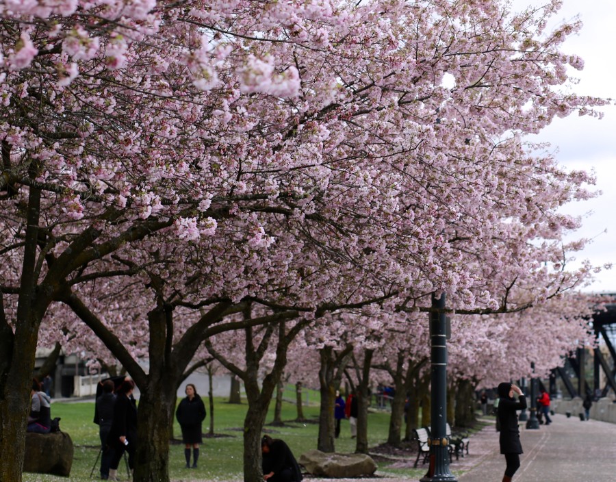 Cherry Blossoms 5a