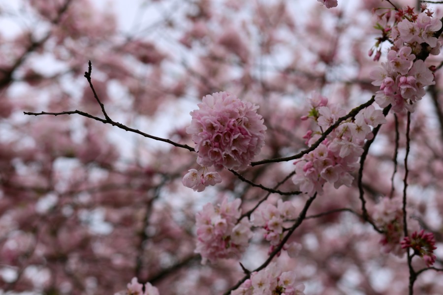 Cherry Blossoms 6a