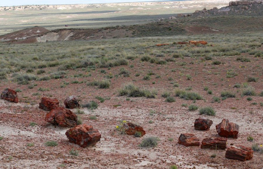 Petrified Forest 18a